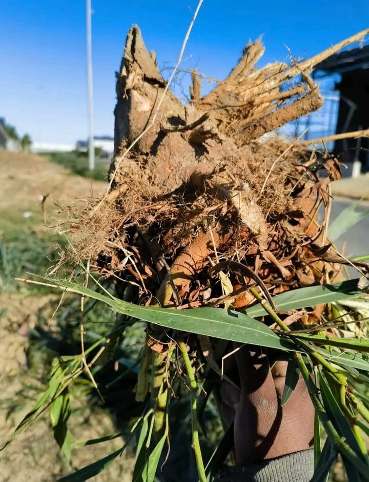 Roots and cuttings cleared by hand from a verge