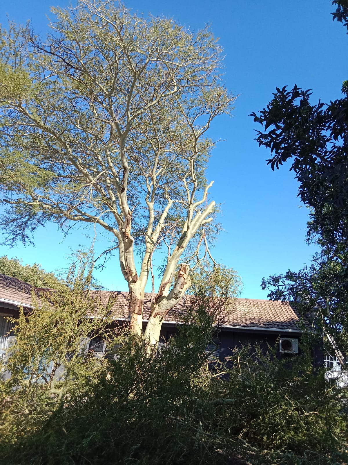 Thorn tree crown reduced away from a house roof