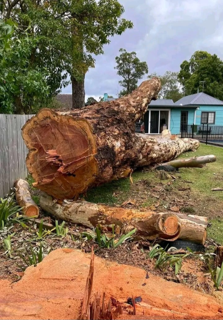 Massive gum tree trunk felled and sectioned on a lawn