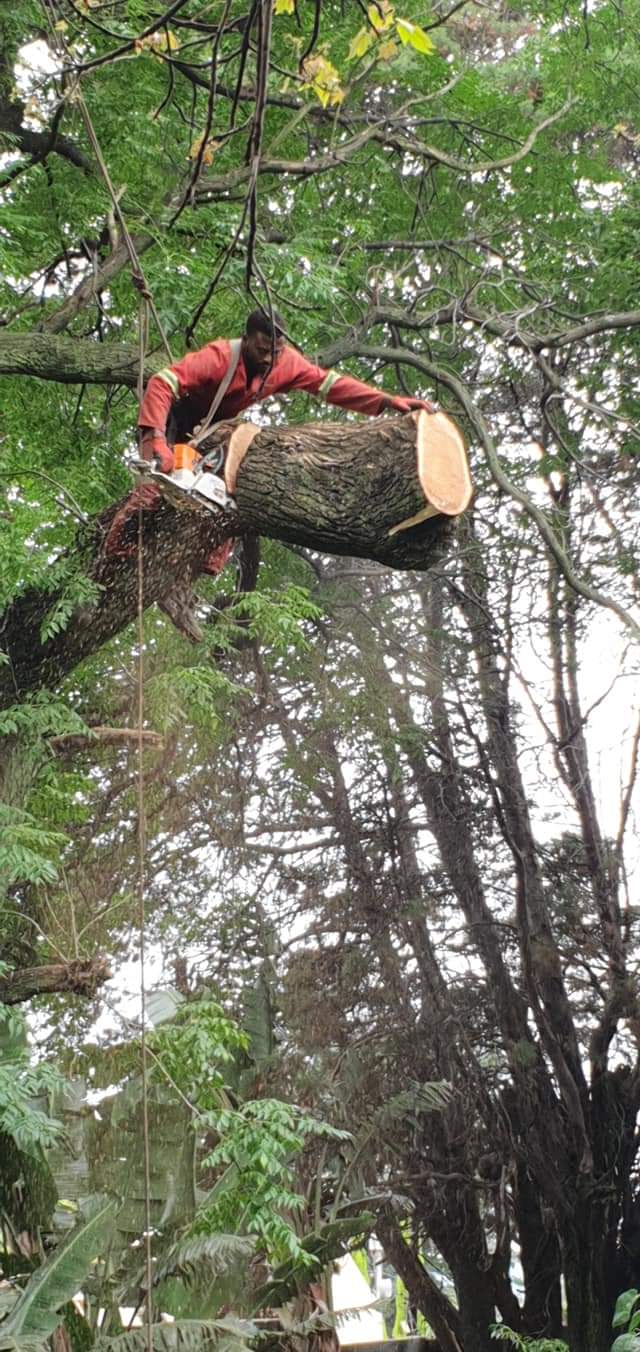 Climber sectioning a large limb with a chainsaw high in a tree
