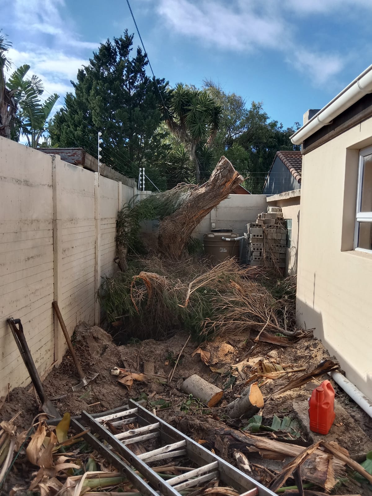 Backyard cleared after a large tree removal
