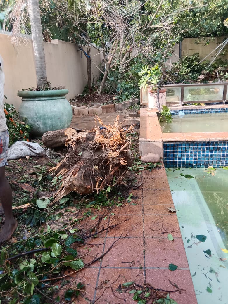 Stump and root ball removed beside a swimming pool