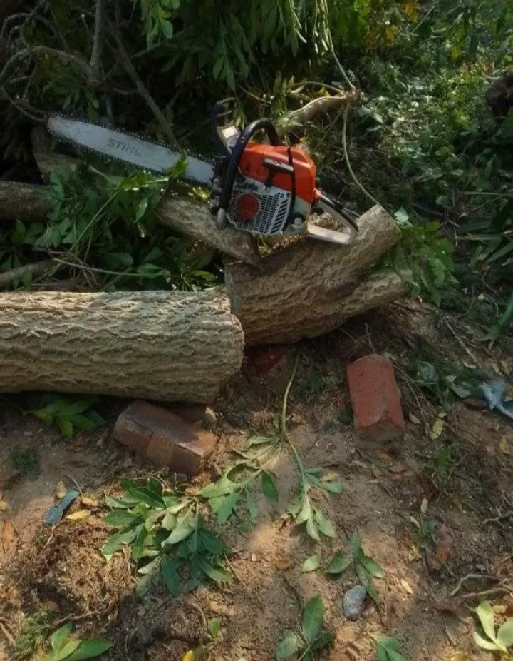 Chainsaw resting on freshly cut hardwood logs