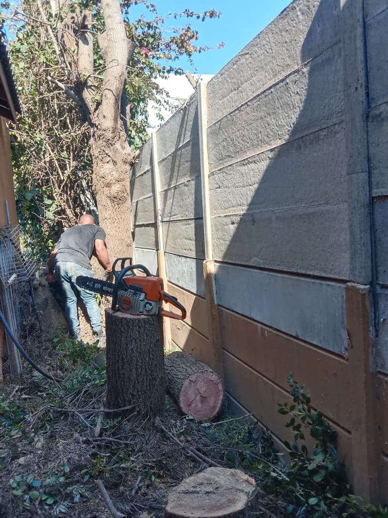 Tree felled in a narrow gap between a wall and a house