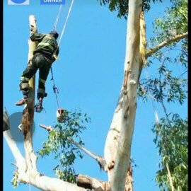 Roped climber dismantling a tall gum tree section by section