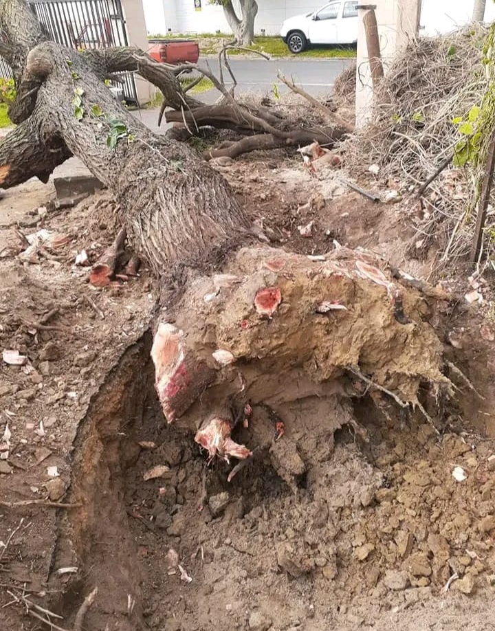 Large root ball excavated from a pavement verge