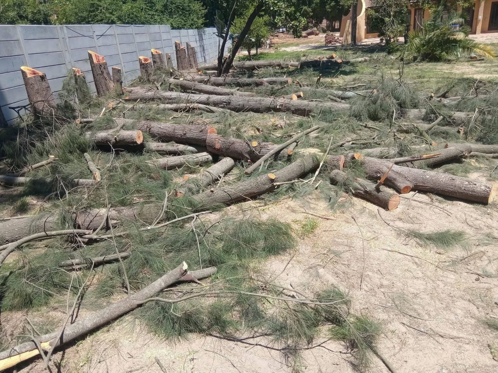 Row of felled pine trees cleared from a large property