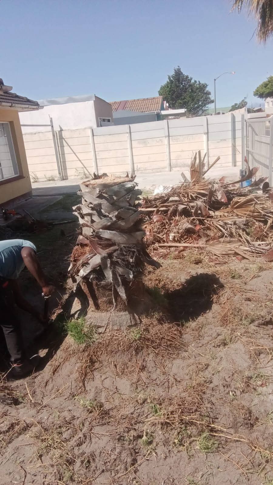 Palm tree removal with fronds stacked for clean-up