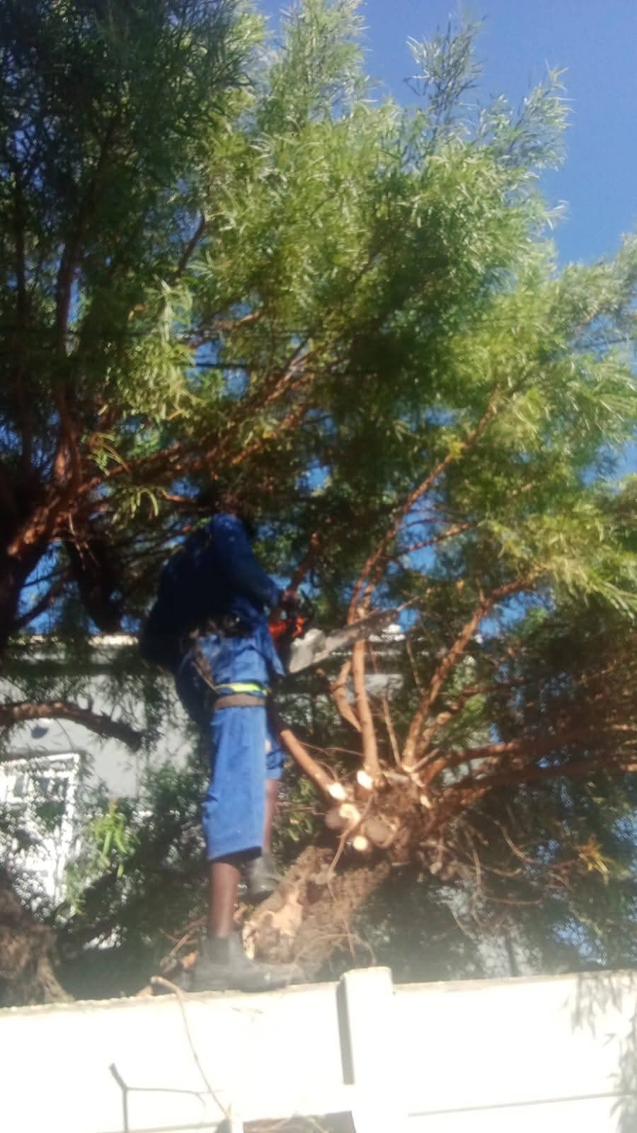 Tree feller trimming branches above a boundary wall