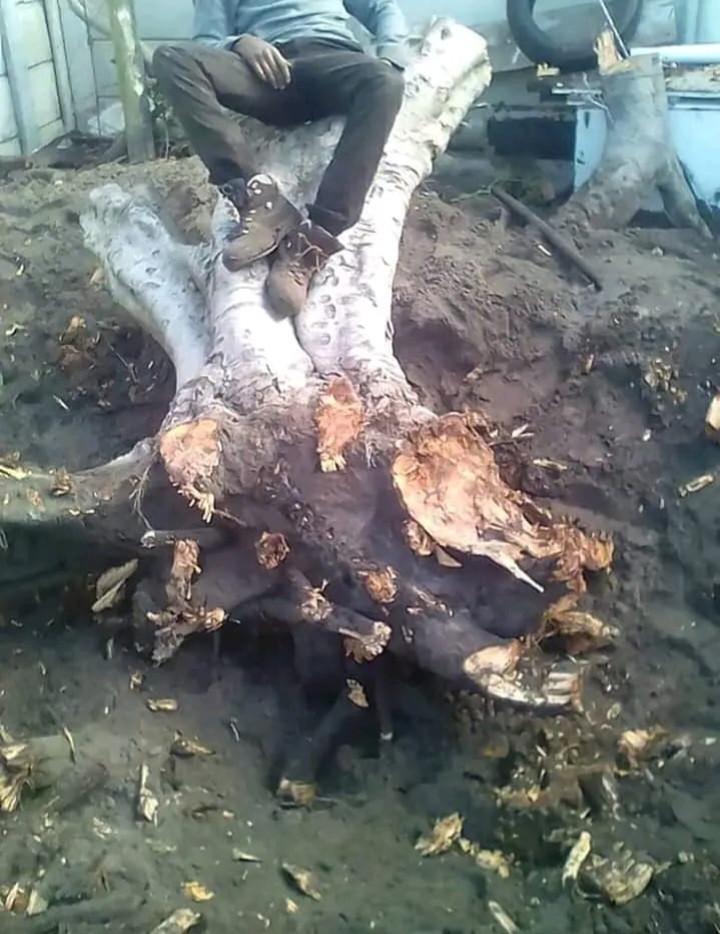 Deep-rooted stump dug out by hand on site