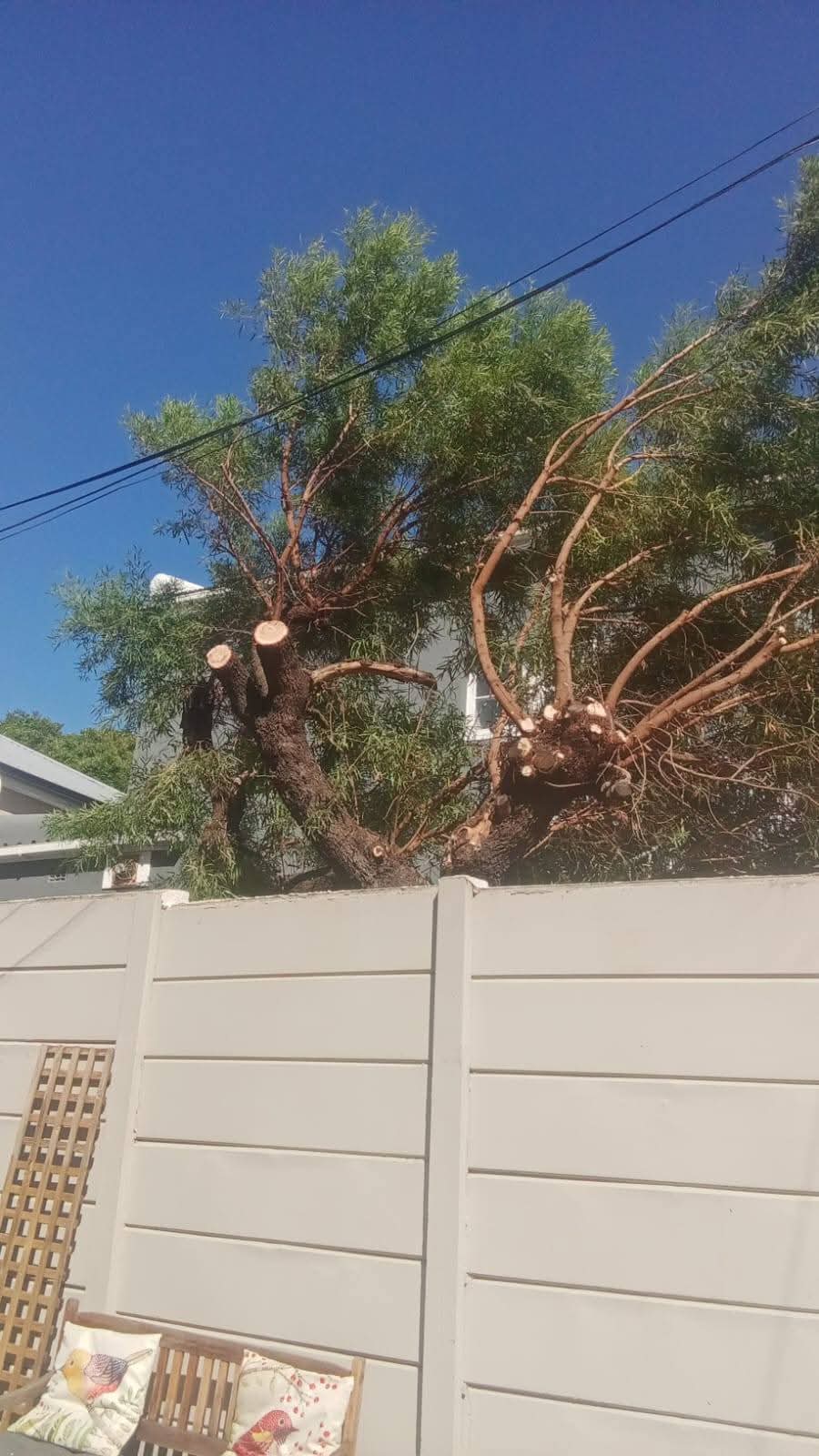 Willow tree reduced and pruned back clear of overhead power lines