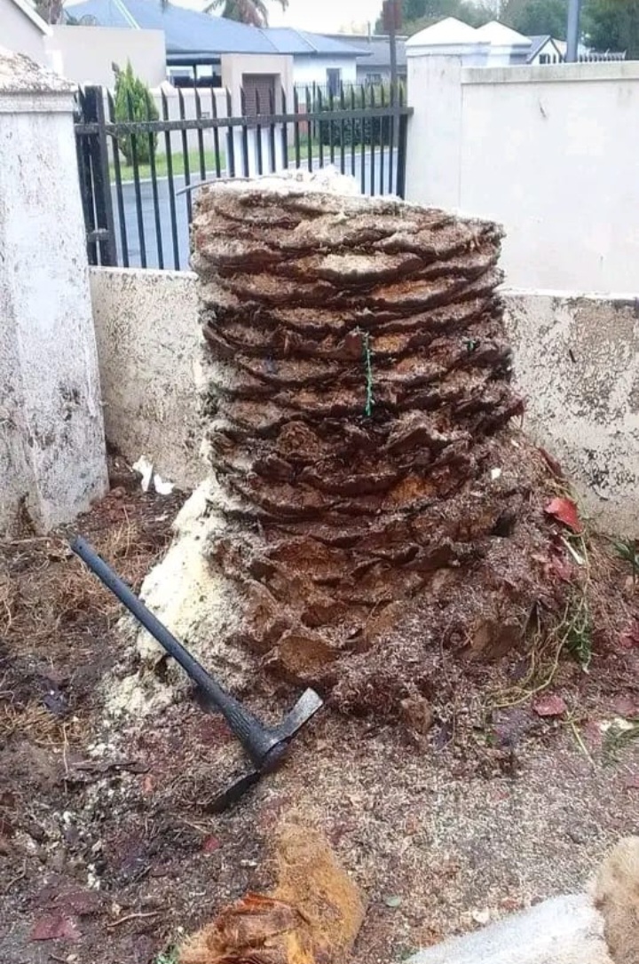 Palm stump cut flush against a boundary wall